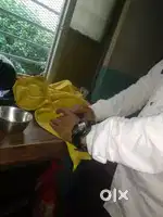 Cutting master gaints Tailor