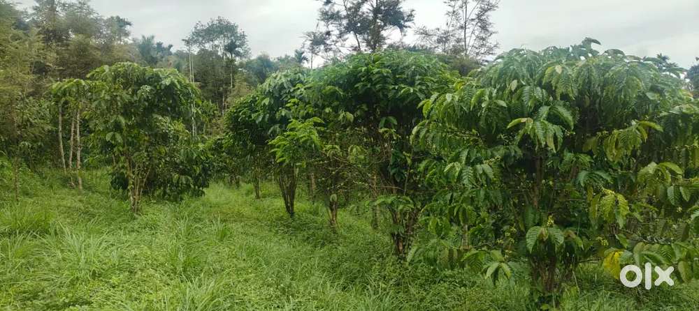 1 acre coffee land for sale