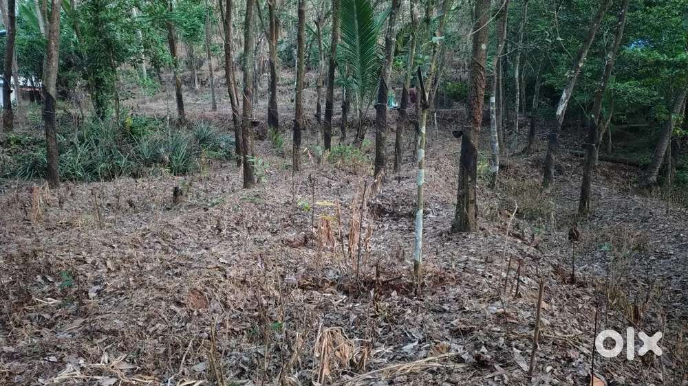 1 ഏക്കർ സ്ഥലം (₹50K/cent (negotiable))