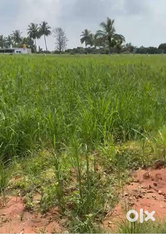 30 Gunta Prime Land for Sale – Doddaballapura (Bengaluru North Zone)