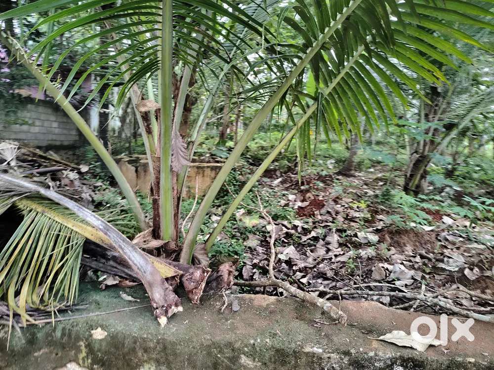 Good soil land for housing as well as agriculture