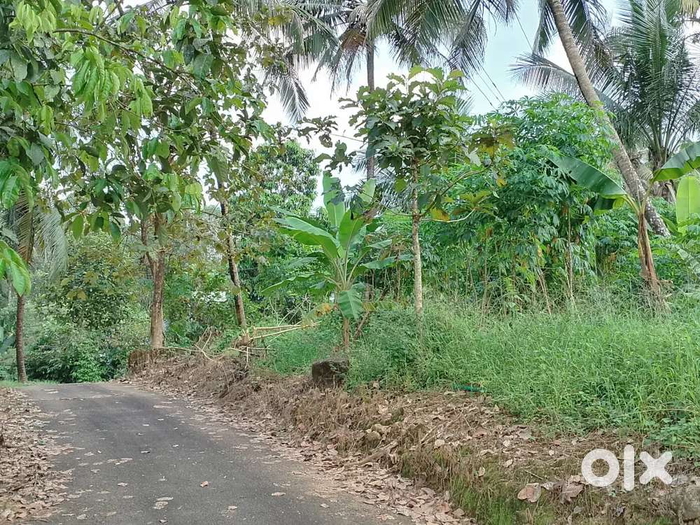 70 cent land for sale near vishhwajyothi college vazhakulam