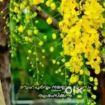 Needed a 20 cents plot in kalpetta,bathery town in exchange of land