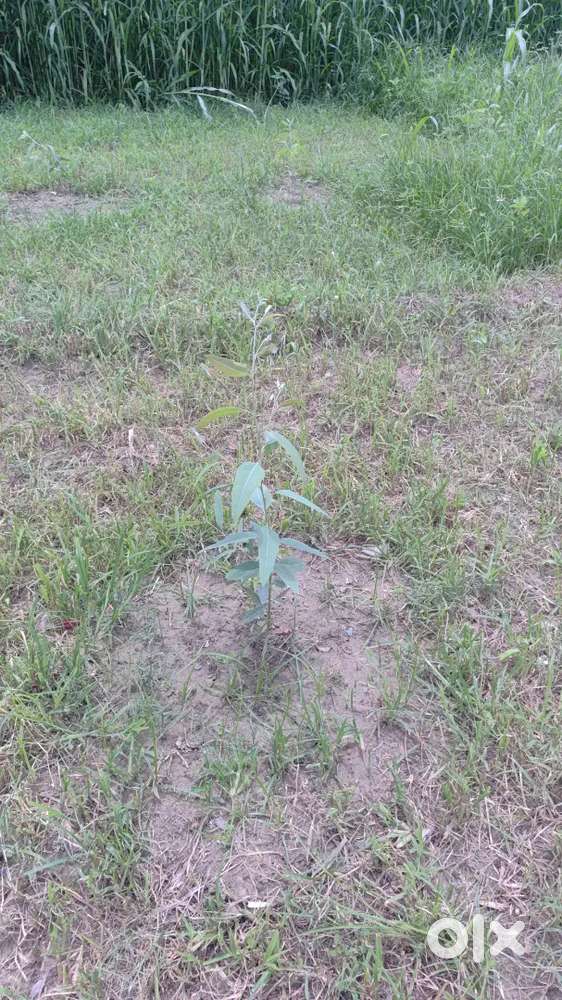 Plot is behind tha Mourya charpai work   bareilly road pilibhit