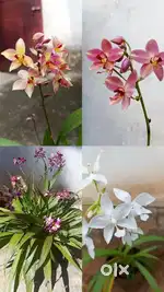 Orchid plant