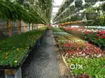 Required Male Sales Staffs at garden Nursery