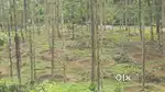 30 ഏക്കർ തോട്ടം വില്പനക്ക്