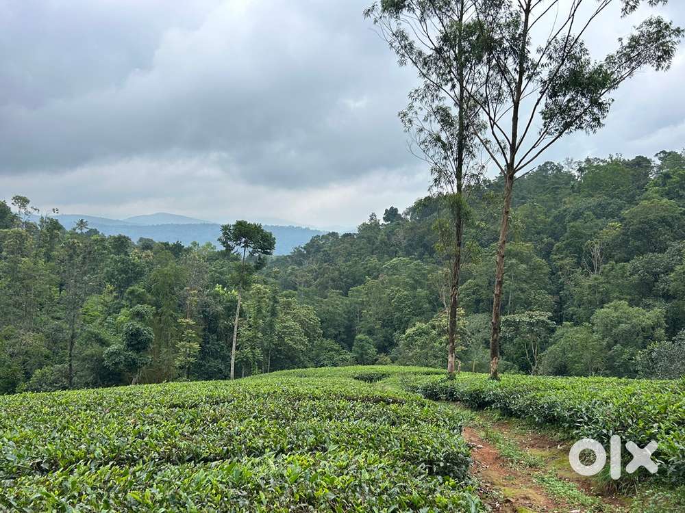 Land for sale near vagamaon in affordable price