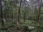 Rubber plantation