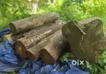 Wood for furniture