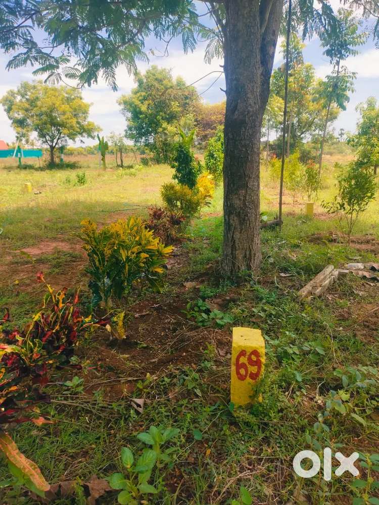 Low budget Dtcp plots sale walajabath