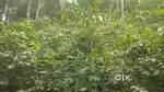 3 Acre agricultural land for sale in pannaikadu, kodaikanal