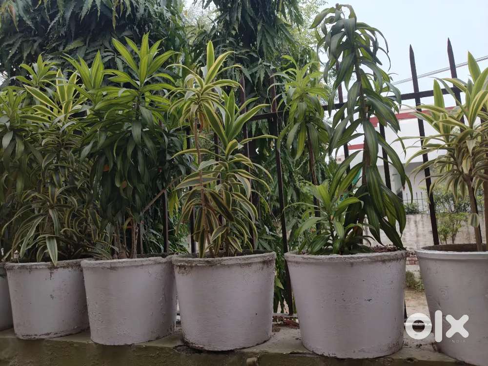 Cement and Plastic Pots with Plants