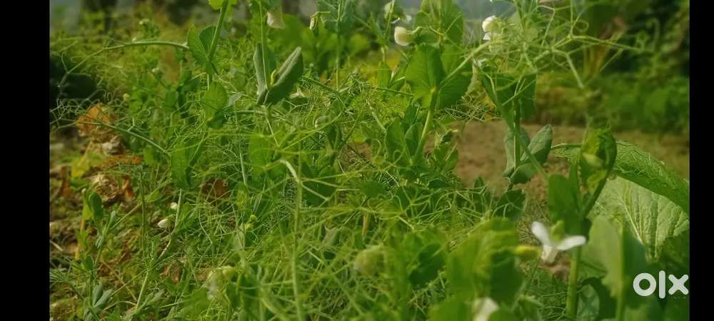 Land for sale ( Manipuri only) 9 L per Katha