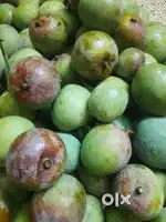 RAW MANGO FOR SALE 100RS PER KILO