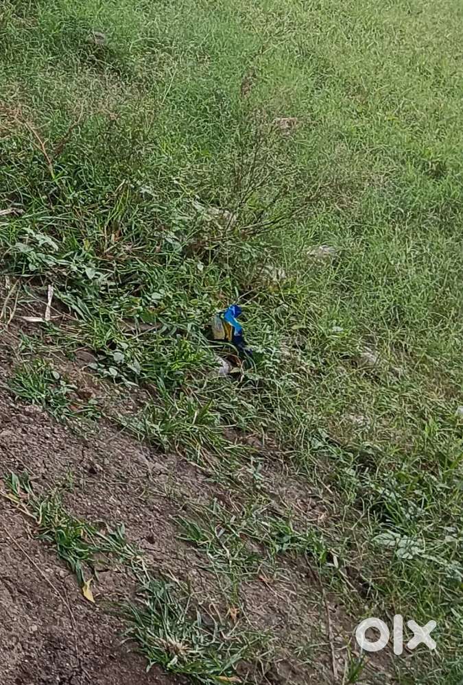 1500 sqft प्लॉट बेचना है मंगलम शोरूम के पीछे कोलार रोड भोपाल