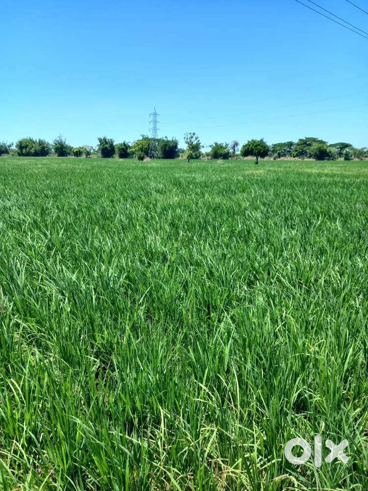 Agriculture land near Mayiladuthurai