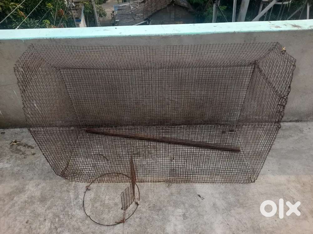 Birds Cage
