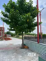Goga ji city hathras