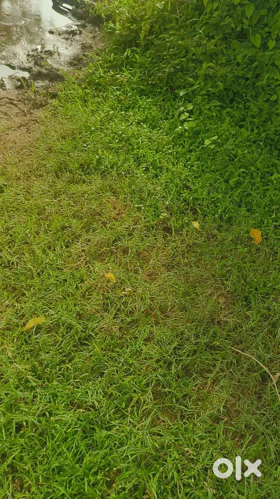 Agriculture land in Sawantwadi 26500sqmts price 1200per sqmts