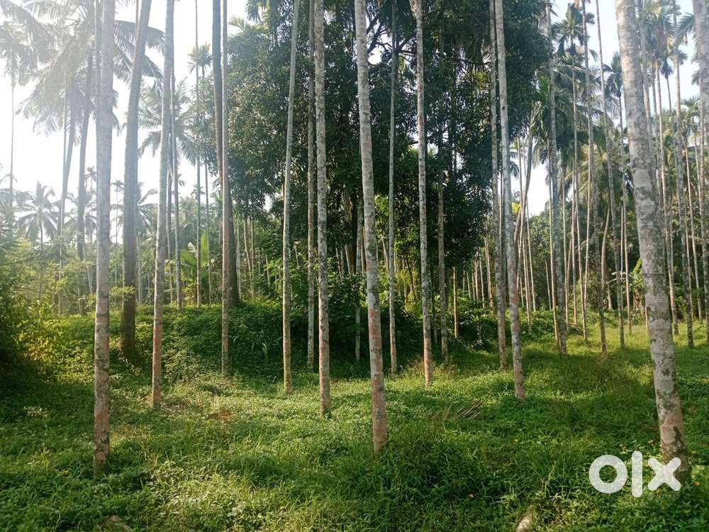 2.25 acre land inoli pavoor