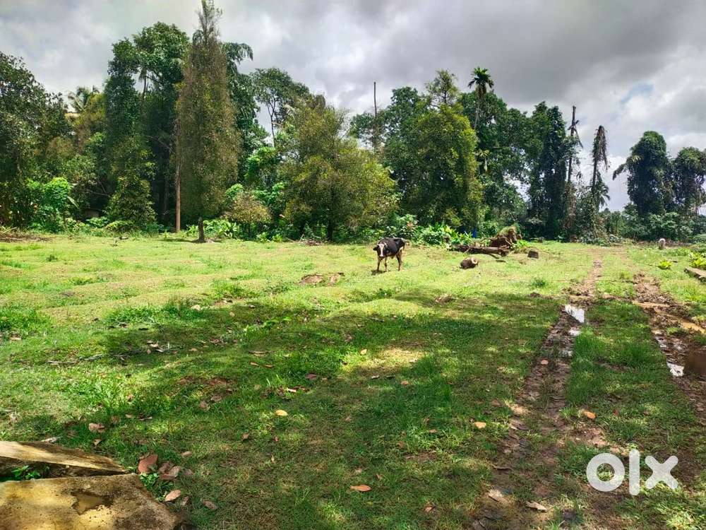 32 cent land for sale at Aluva, Thuruth