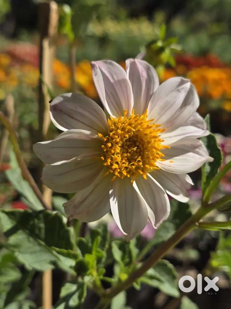 Babysitter / Caretaker / Kids Aaya