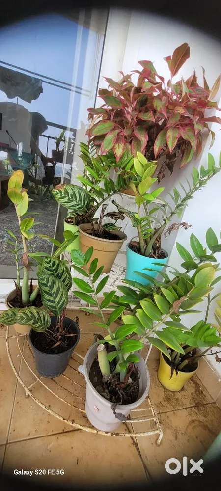 Beautiful Indoor plants combo with metal side stand