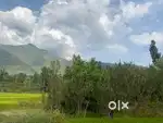 Apple Orchid at Badergund Ganderbal