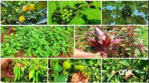 തോട്ടം വാങ്ങാനും വിൽക്കാനും ഞങ്ങളെ സമീപിക്കുക.