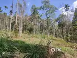 50 Cent Farm Land For Sale In Kenichira Wayanad