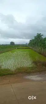Khushi land (21) Gunte, Kadalbal village,  , North Facing Land ,