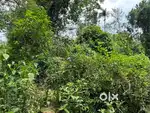Land for Sale in Daradahalli, Mudigere!  - 26 gunta land