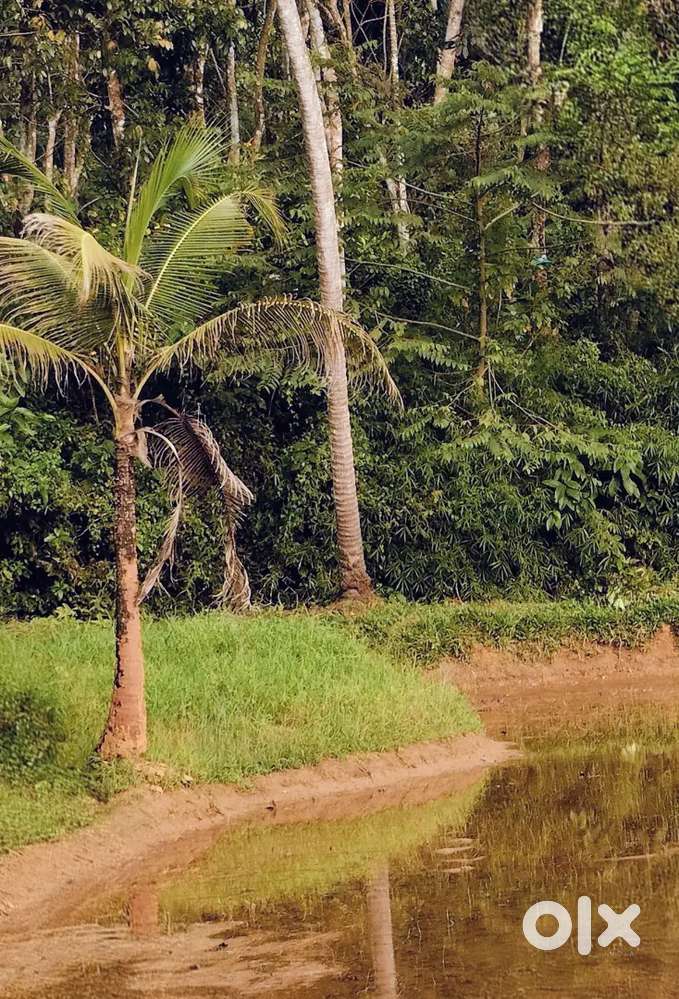 പാടം and തെങ്ങ് ചിറ