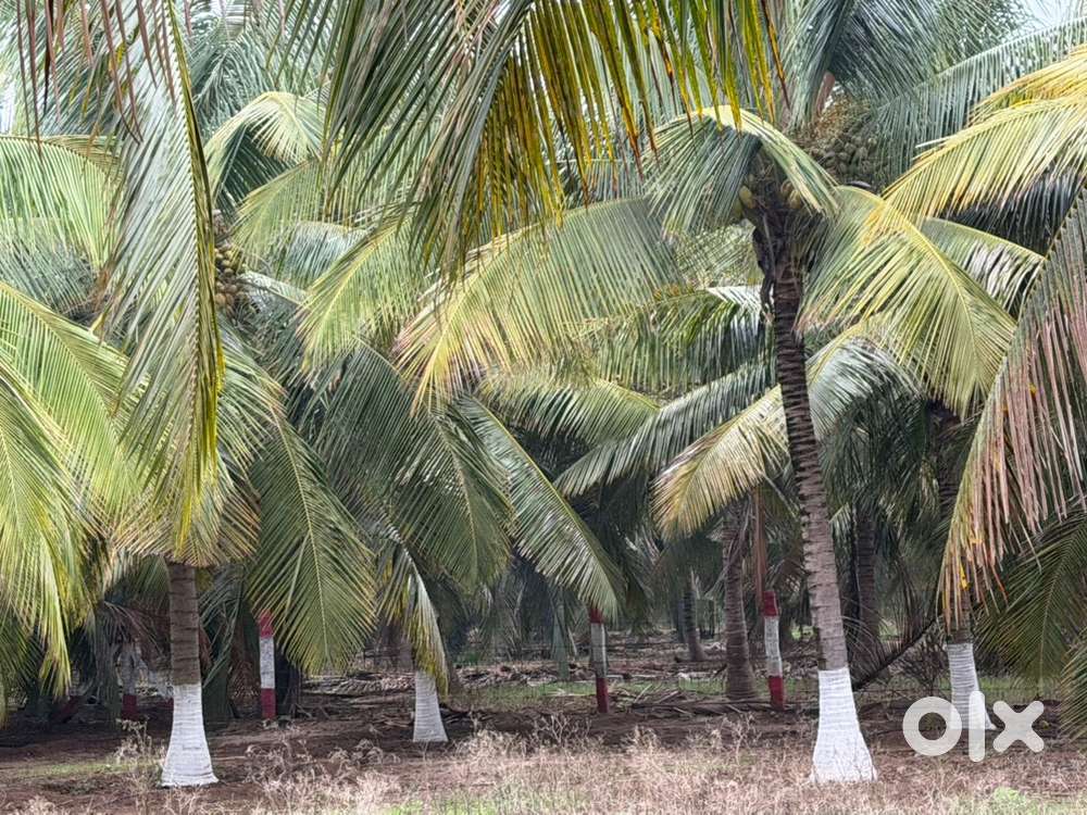 Kovai bypass near coconut farm