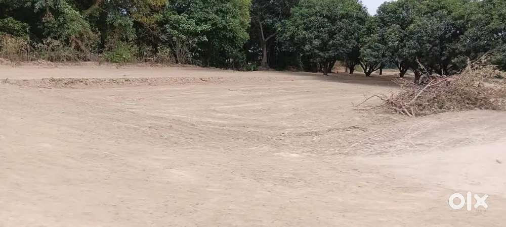 दीपावली तक रजिस्ट्री बिल्कुल फ्री आज ही बुक करे अपने मन पसन्द प्लांट