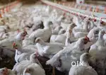 Urgent required two people for my hen farm