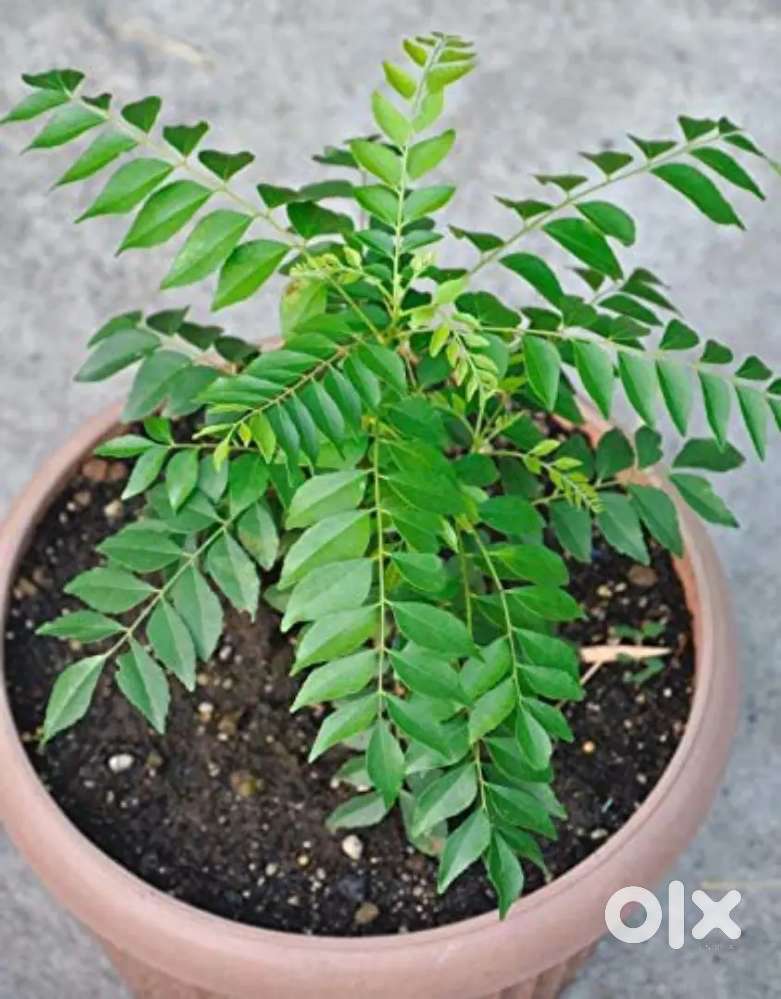 Curry Leaf – Kitchen Live Plant  கருவேப்பிலை செடி