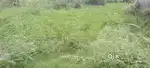 Patiya Colony Ludhiana metro