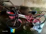 Rambo cycle