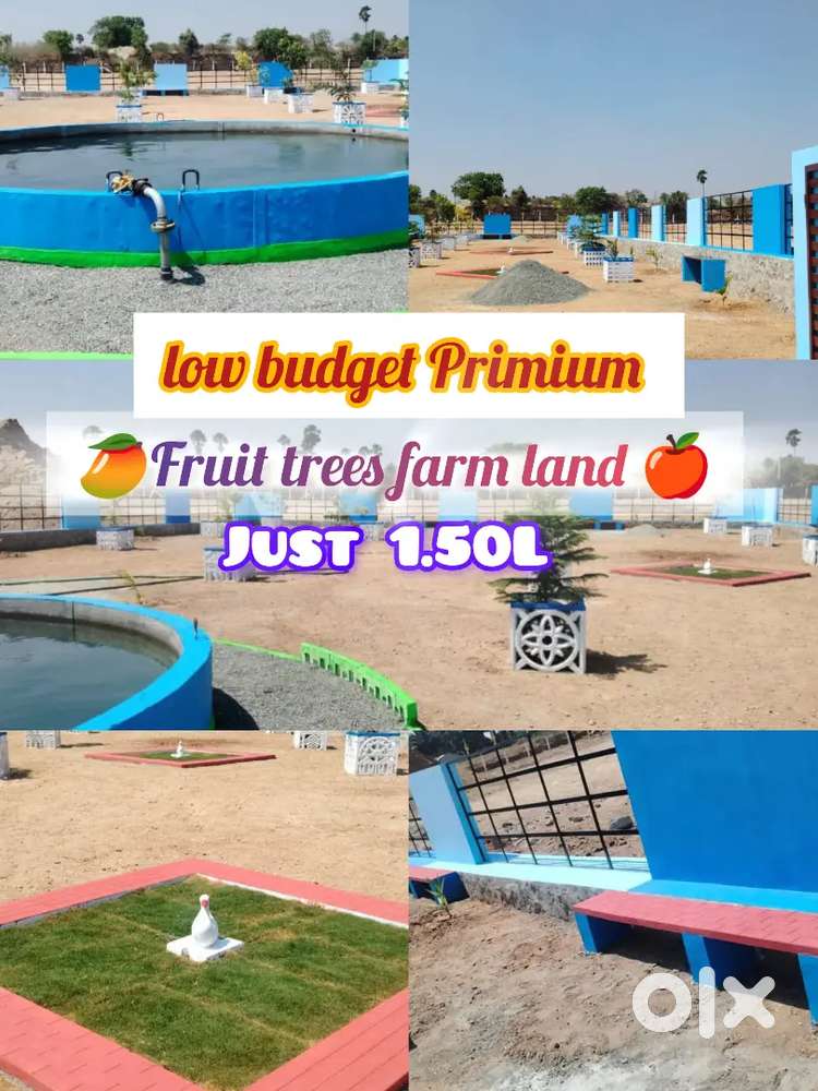 LOW BUDGET PRIMIUM FRIUT TREES FARM LAND