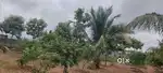 10 Guntas for sale with Plantation and waychmen