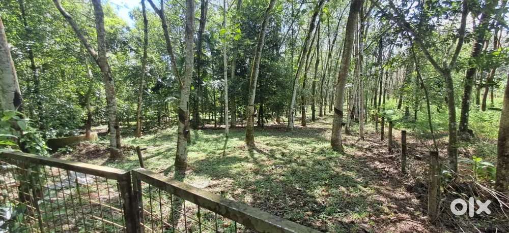 Angamaly mookkannoor kokkunnu 40 cent land for sale immediately