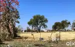 Plot near yadav petrol pump,suthaliya road