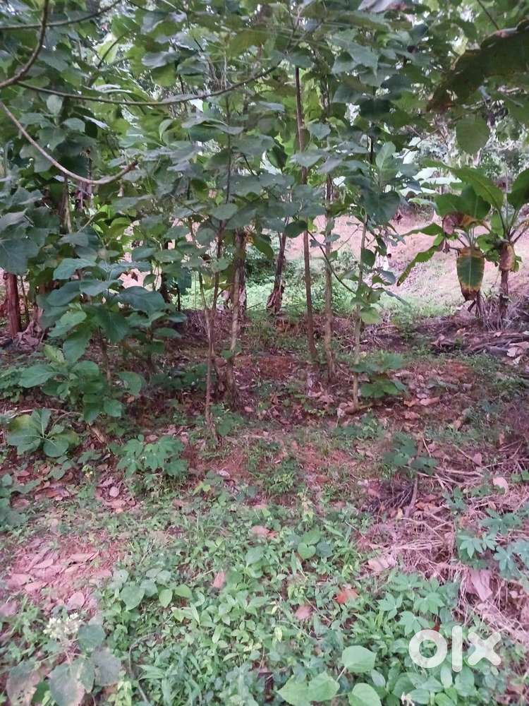 35 cent land near Vattappara Tvm