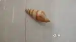 Original shell