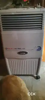 Bajaj Collar