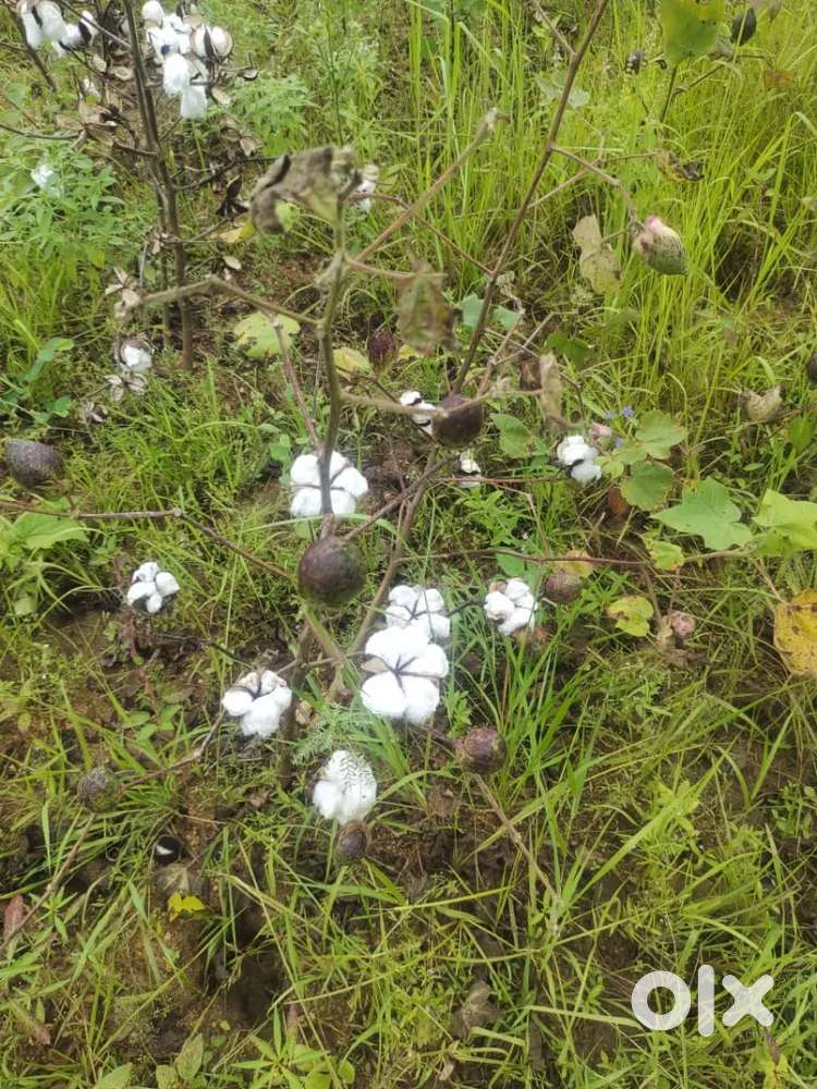 2 acres land for sale very Nagar Kurnool district