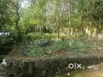 7cent house plot near kizhakkabalam kavugalparmb busroot 50mtr