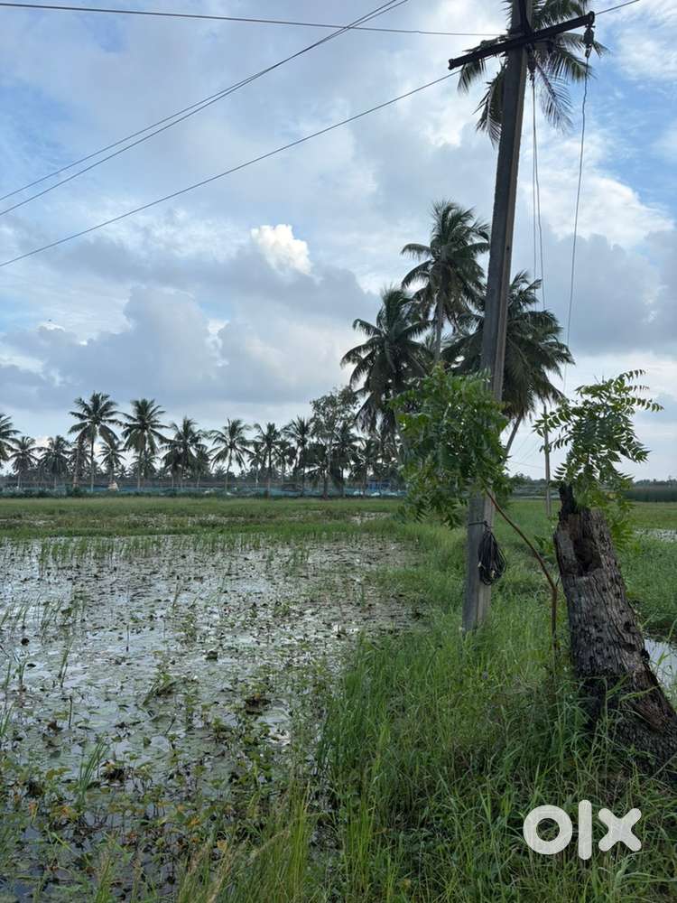 Agriculture Land in Savarapalem, Near Amalapuram